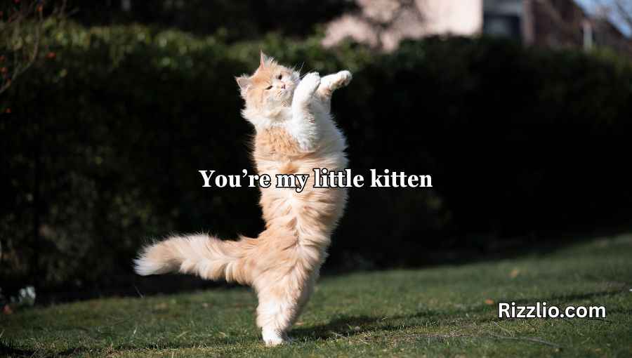 Cat Puns