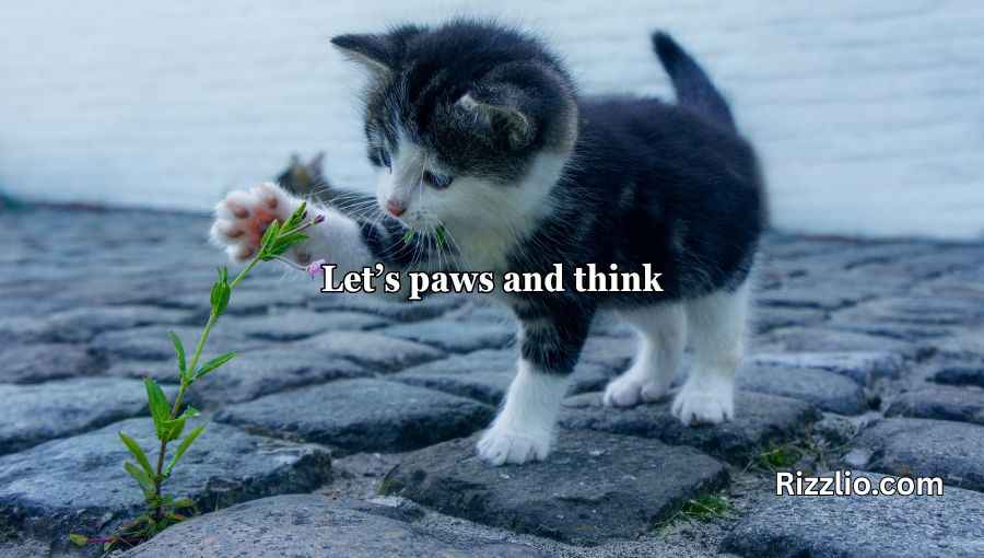 Cat Puns