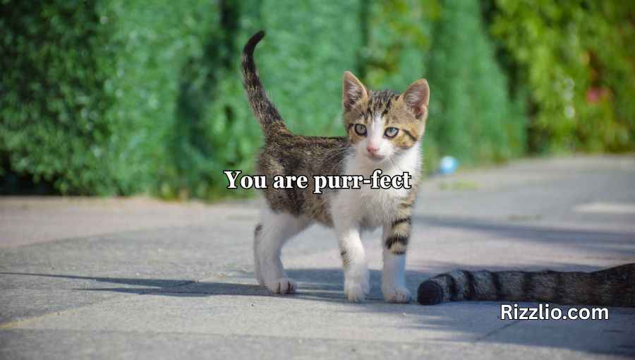 Cat Puns