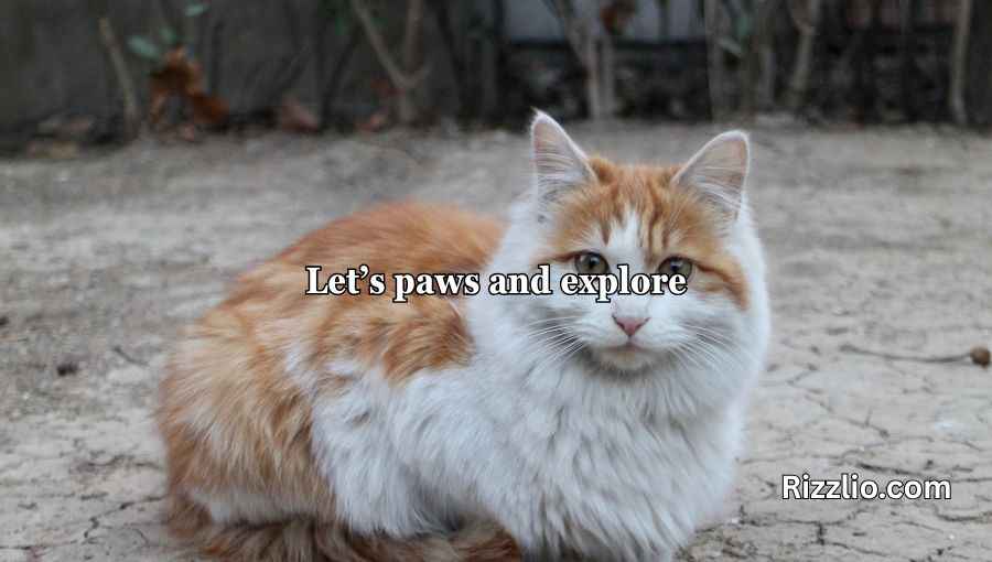 Cat Puns