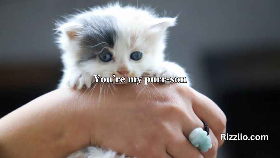 Cat Puns