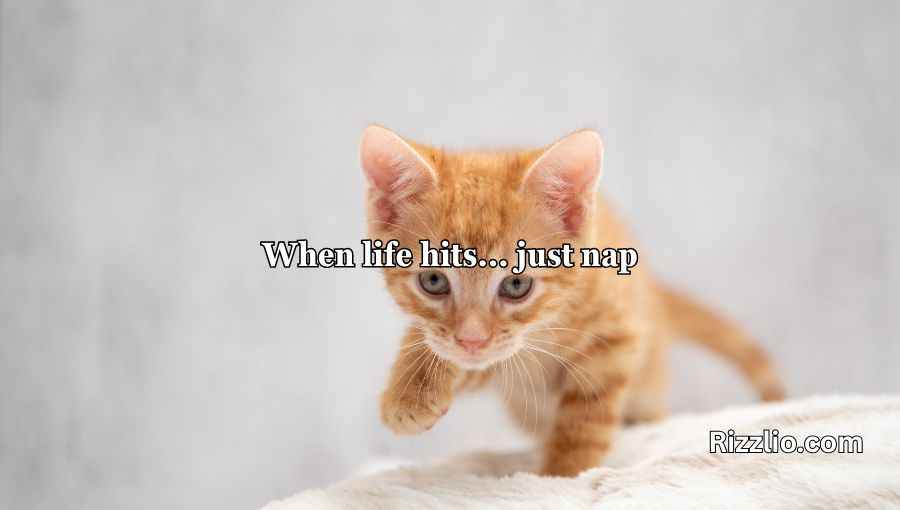 Cat Puns