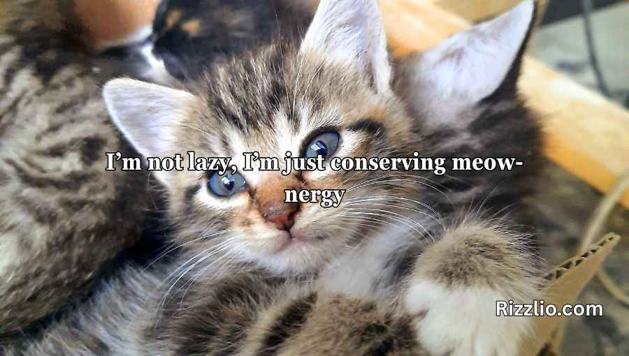 Cat Puns