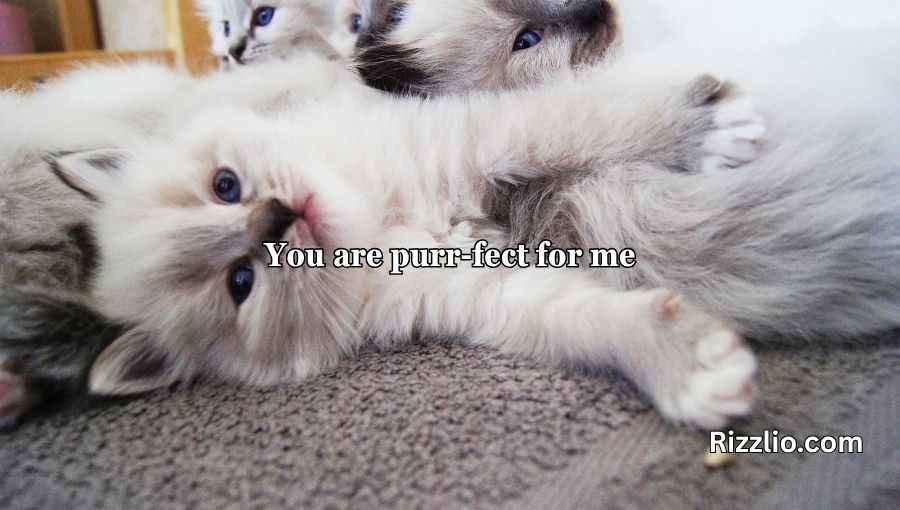 Cat Puns