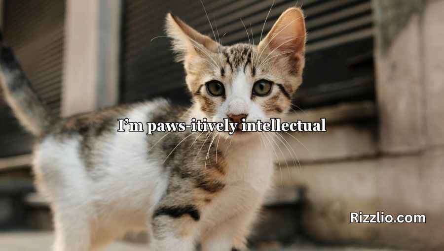 Cat Puns