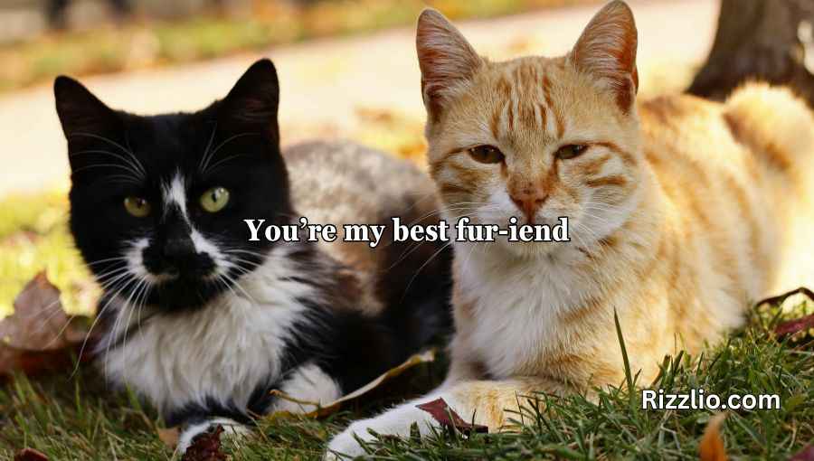 Cat Puns