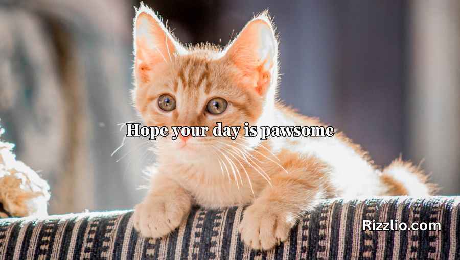 Cat Puns