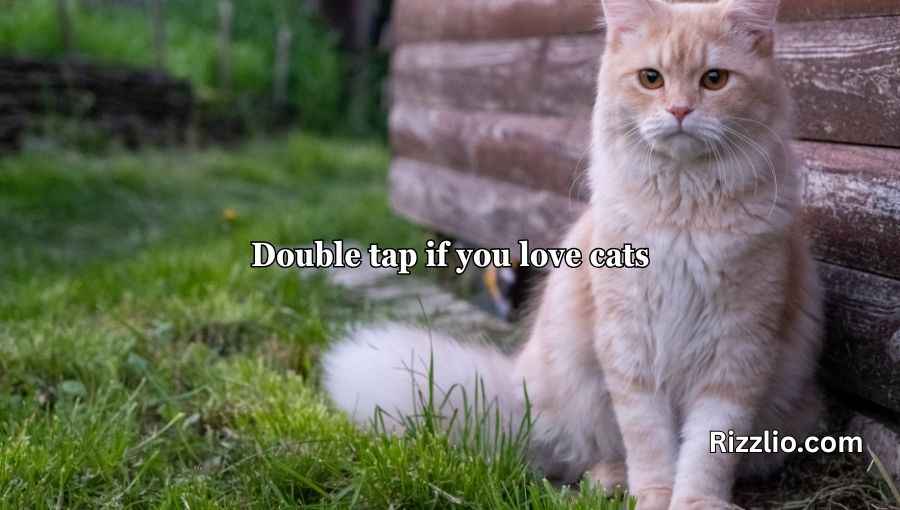 Cat Puns