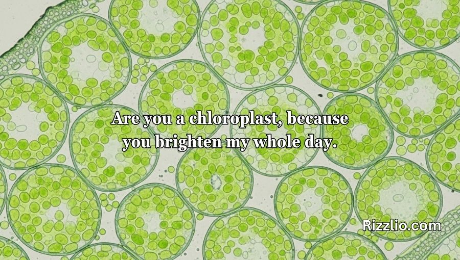 Chloroplast Pick Up Lines