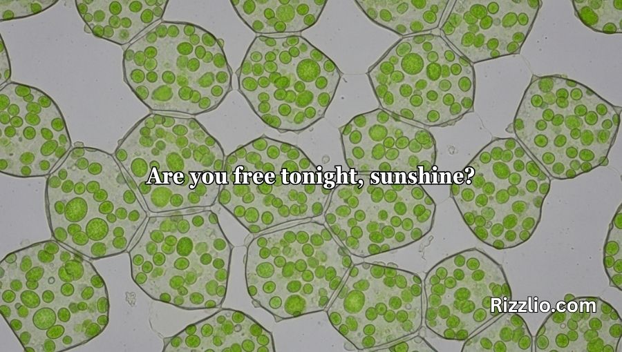 Chloroplast Pick Up Lines