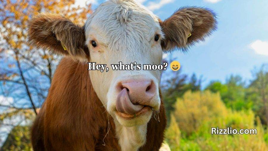 Cow Puns