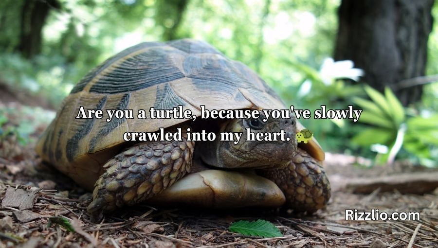 Turtle Pick Up Lines