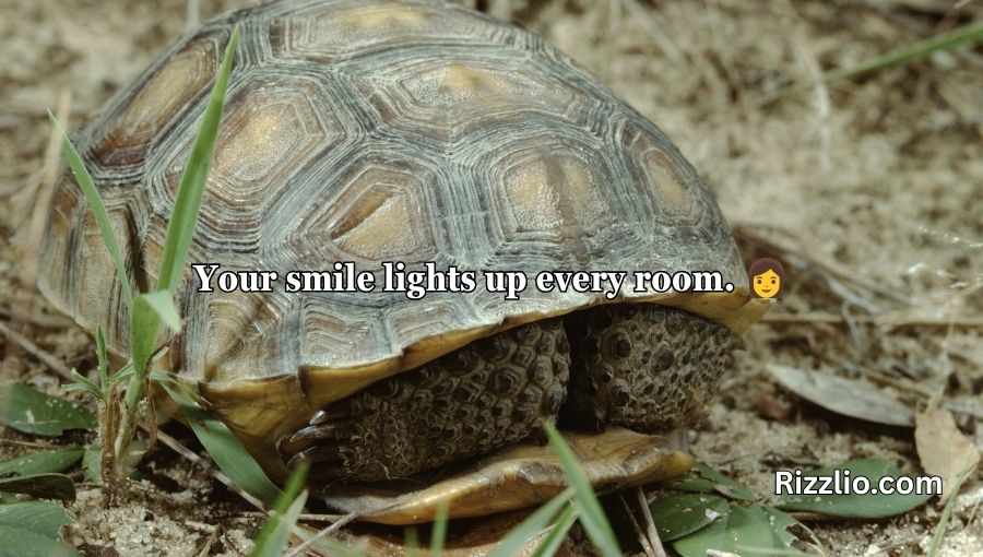 Turtle Pick Up Lines
