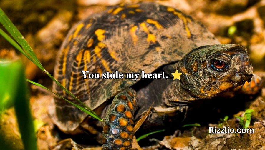 Turtle Pick Up Lines