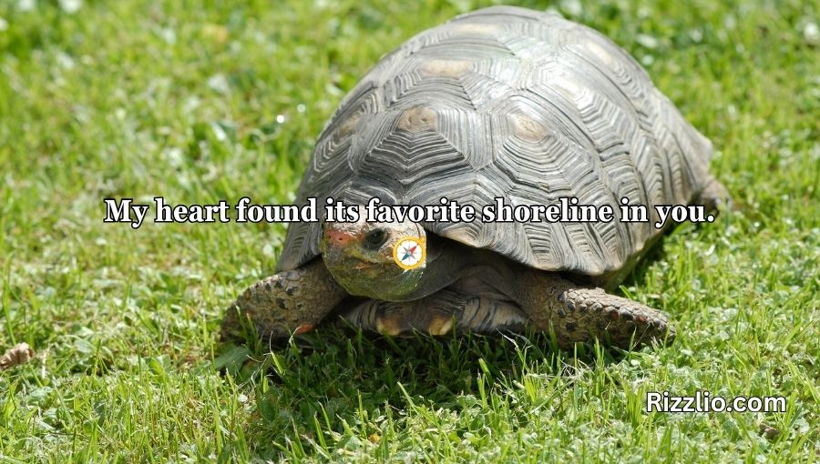 Turtle Pick Up Lines