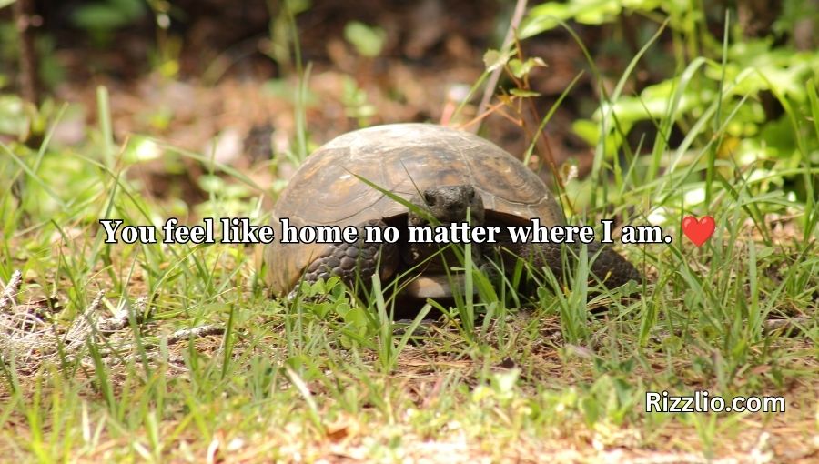 Turtle Pick Up Lines
