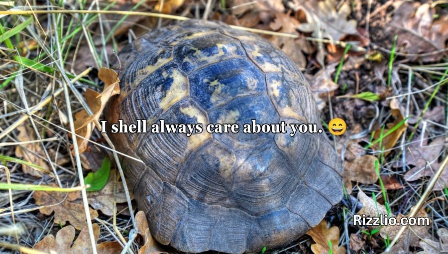 Turtle Pick Up Lines