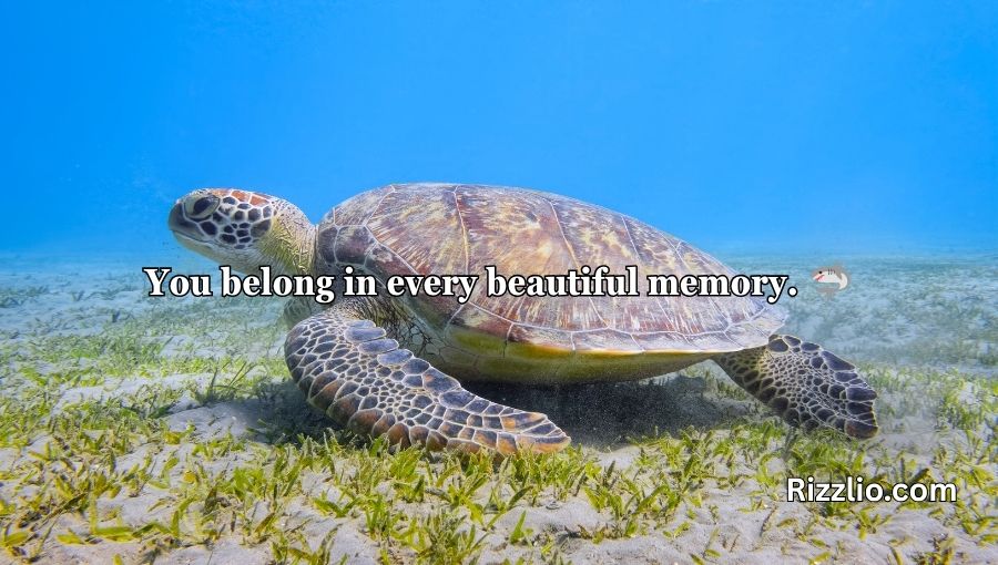 Turtle Pick Up Lines