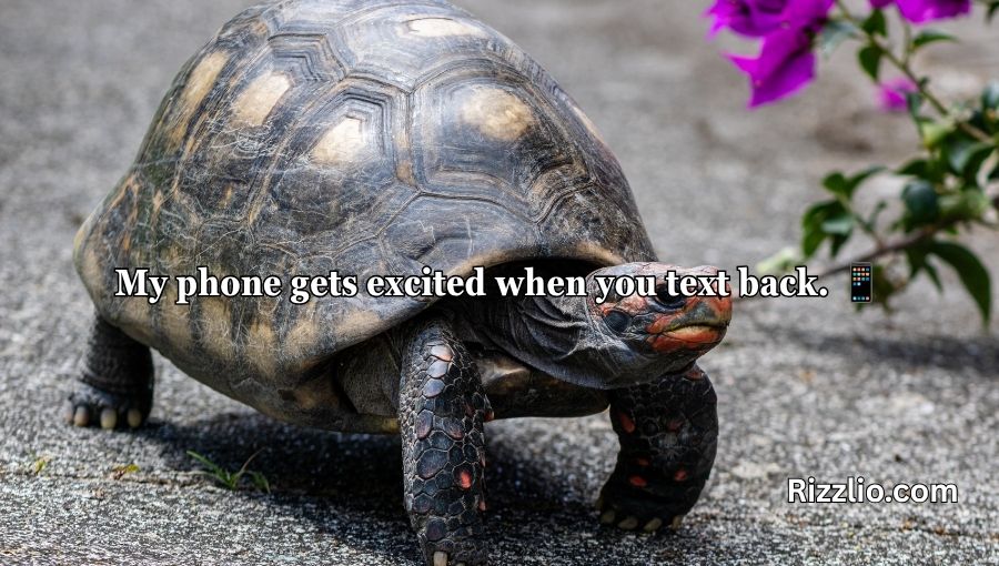 Turtle Pick Up Lines