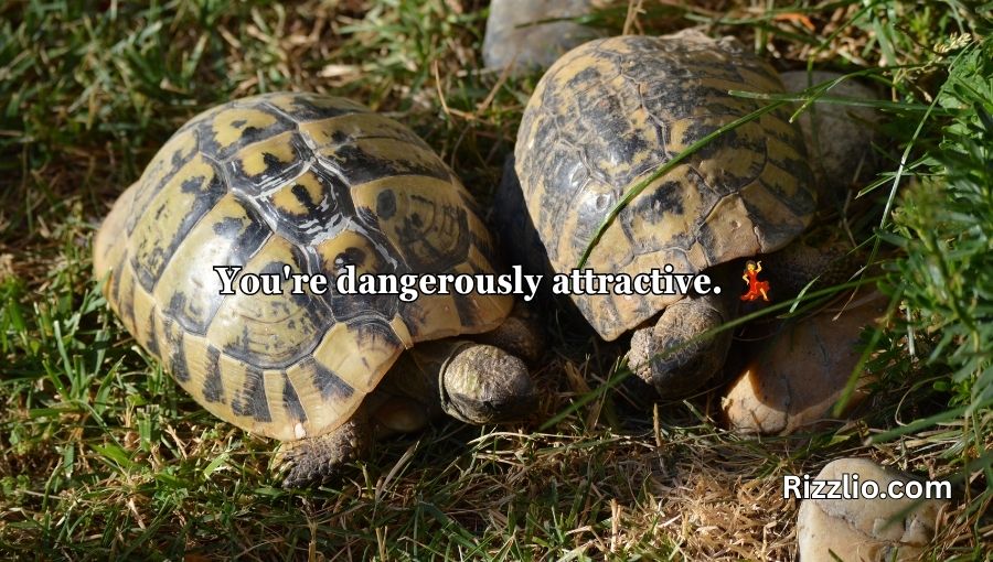 Turtle Pick Up Lines