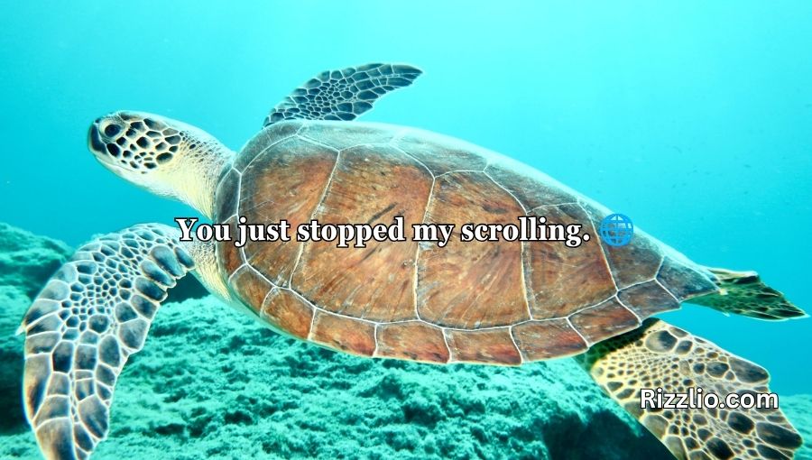 Turtle Pick Up Lines