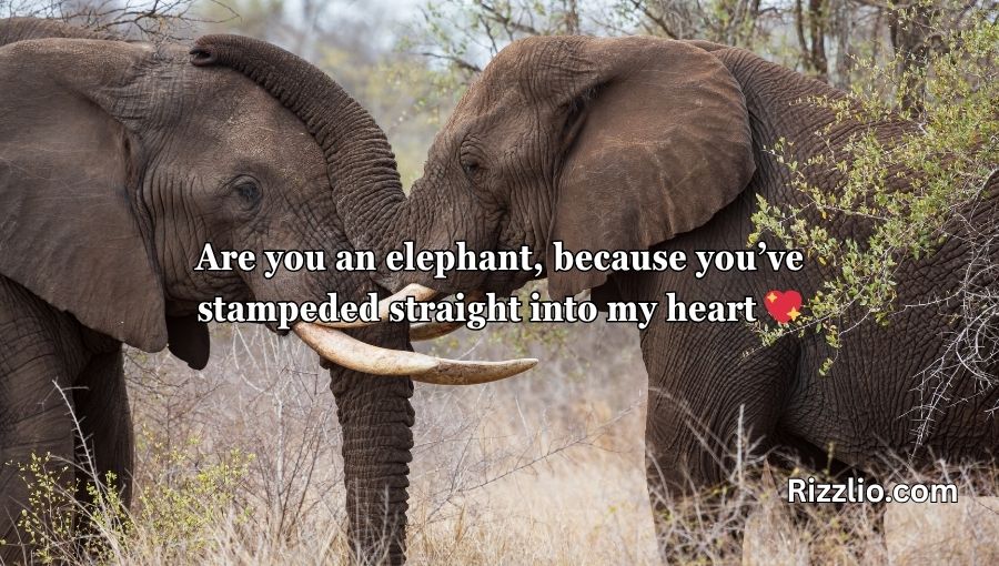 Best Elephant Pick Up Lines And Rizz