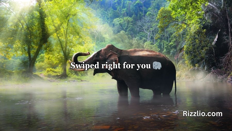 Best Elephant Pick Up Lines And Rizz