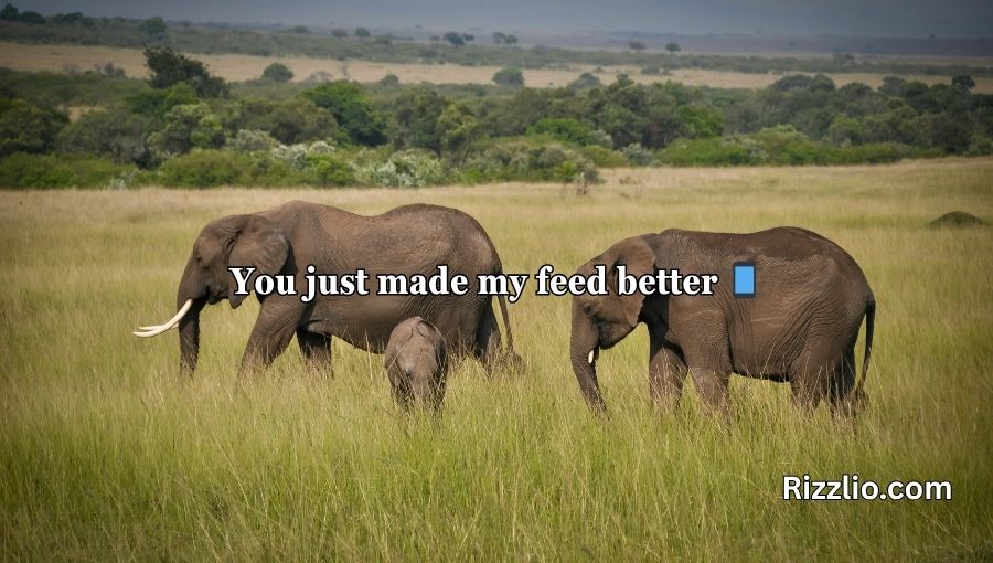 Best Elephant Pick Up Lines And Rizz