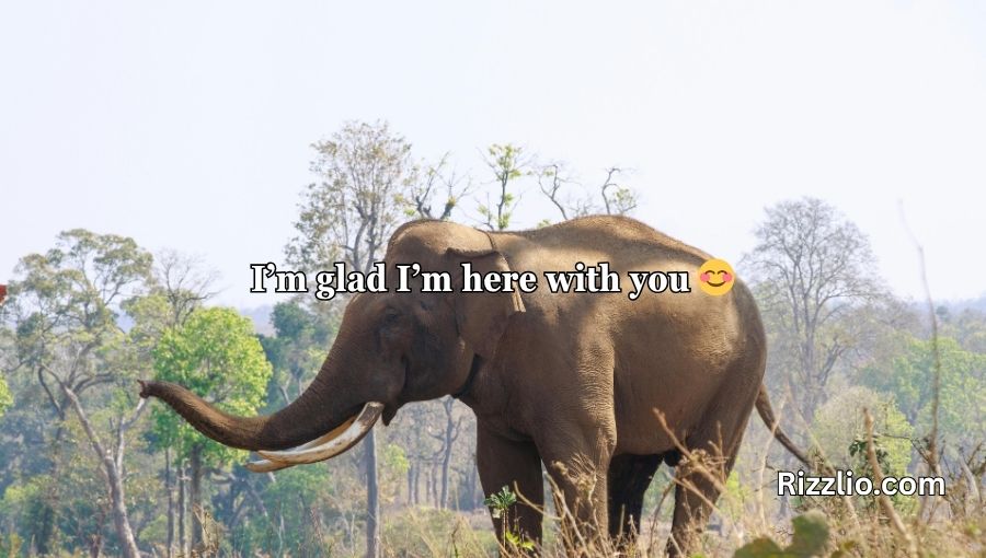 Best Elephant Pick Up Lines And Rizz