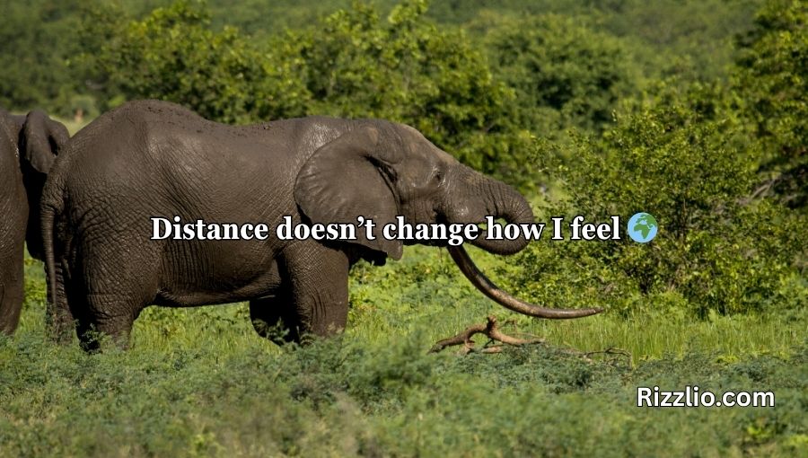 Best Elephant Pick Up Lines And Rizz