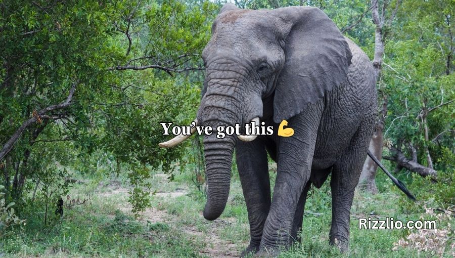 Best Elephant Pick Up Lines And Rizz