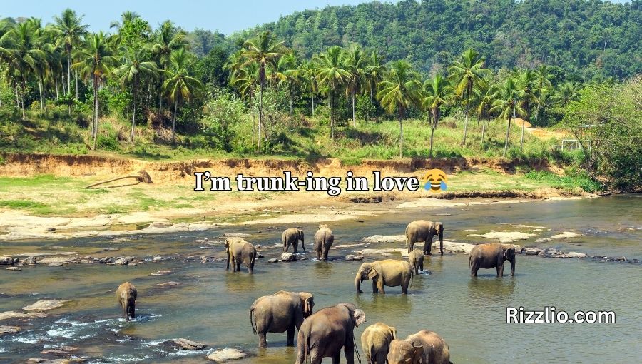 Best Elephant Pick Up Lines And Rizz