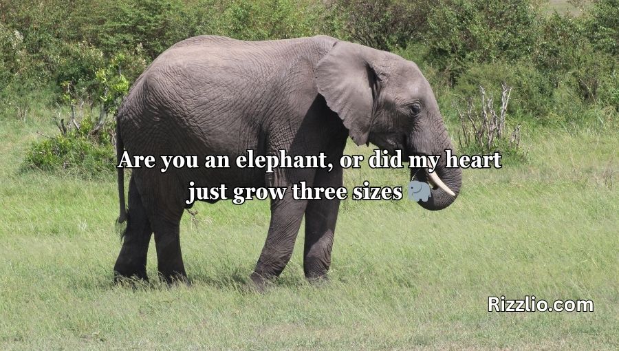 Best Elephant Pick Up Lines And Rizz