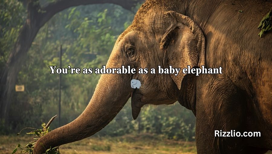 Best Elephant Pick Up Lines And Rizz