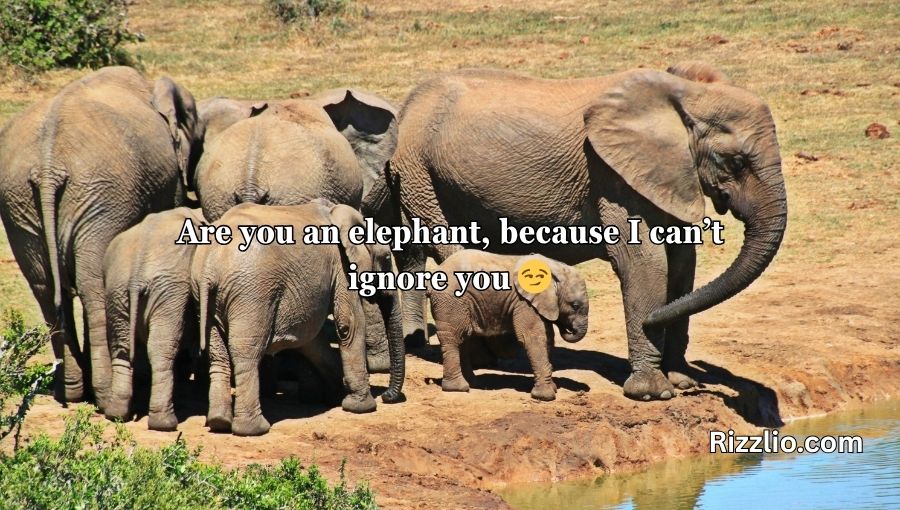 Best Elephant Pick Up Lines And Rizz