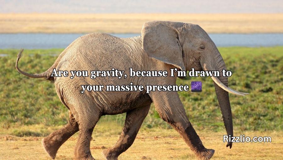 Best Elephant Pick Up Lines And Rizz