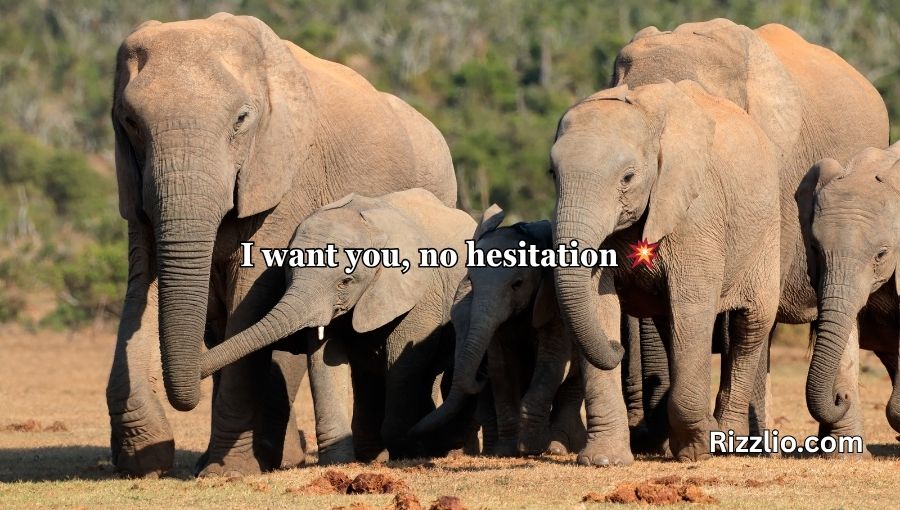 Best Elephant Pick Up Lines And Rizz