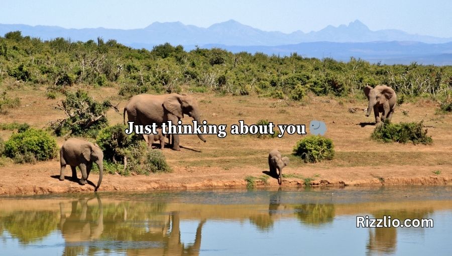 Best Elephant Pick Up Lines And Rizz