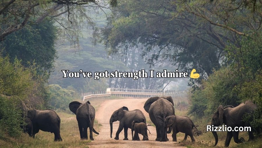 Best Elephant Pick Up Lines And Rizz
