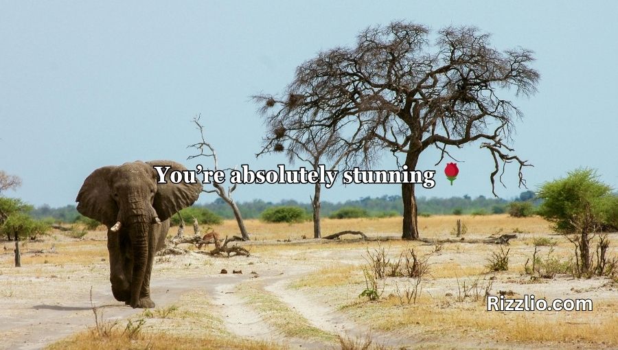 Best Elephant Pick Up Lines And Rizz
