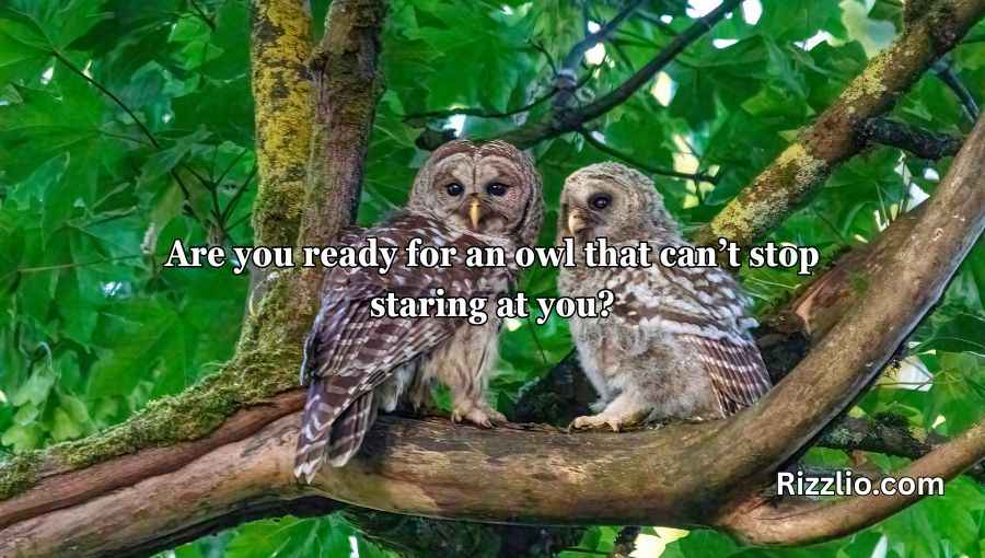 Best Owl Pick Up Lines