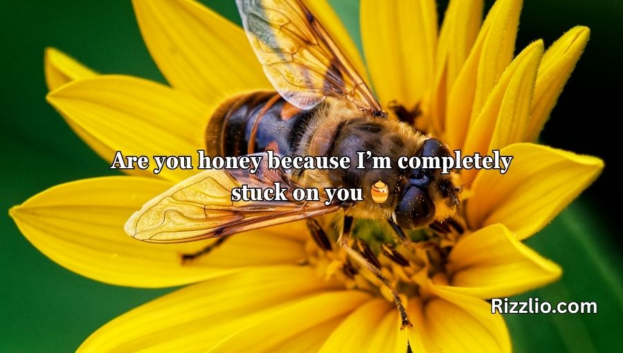 Bumble Bee Pick Up Lines