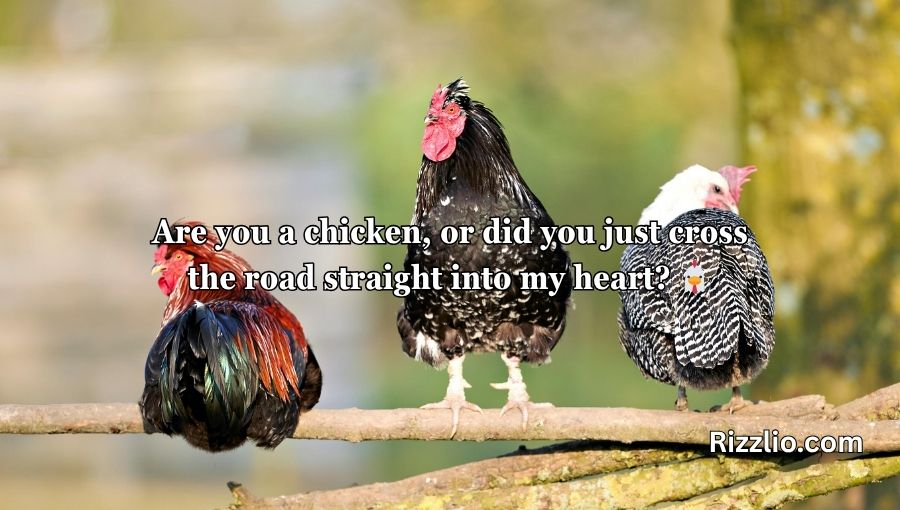 Chicken Pick Up Lines