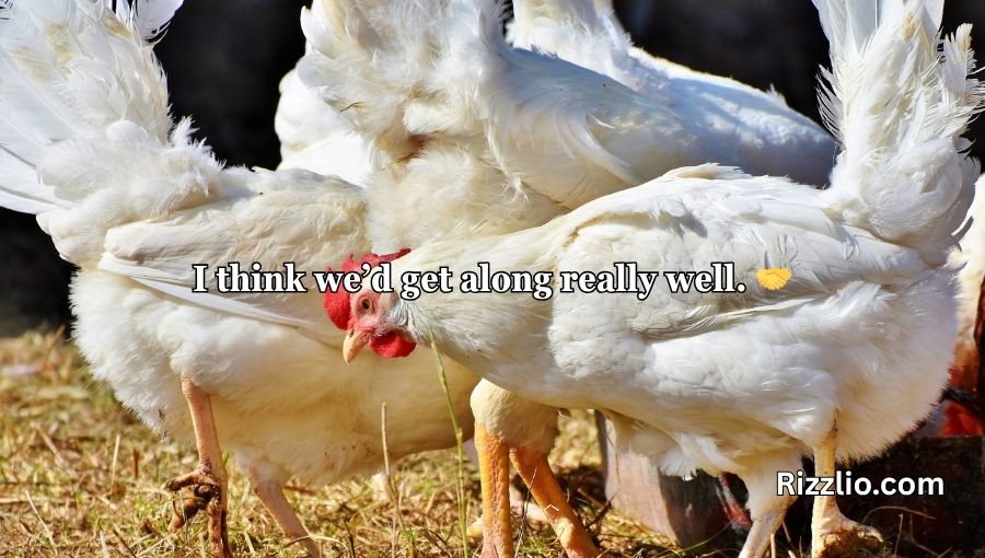 Chicken Pick Up Lines