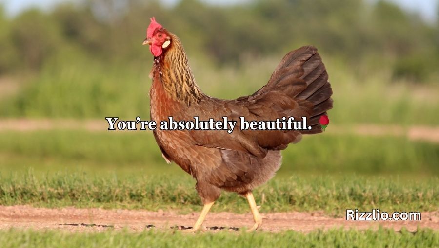 Chicken Pick Up Lines
