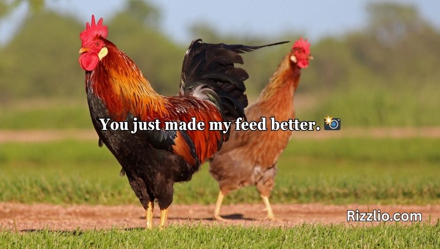 Chicken Pick Up Lines
