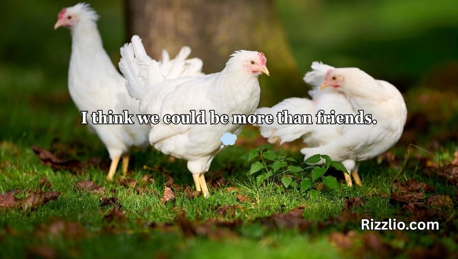 Chicken Pick Up Lines