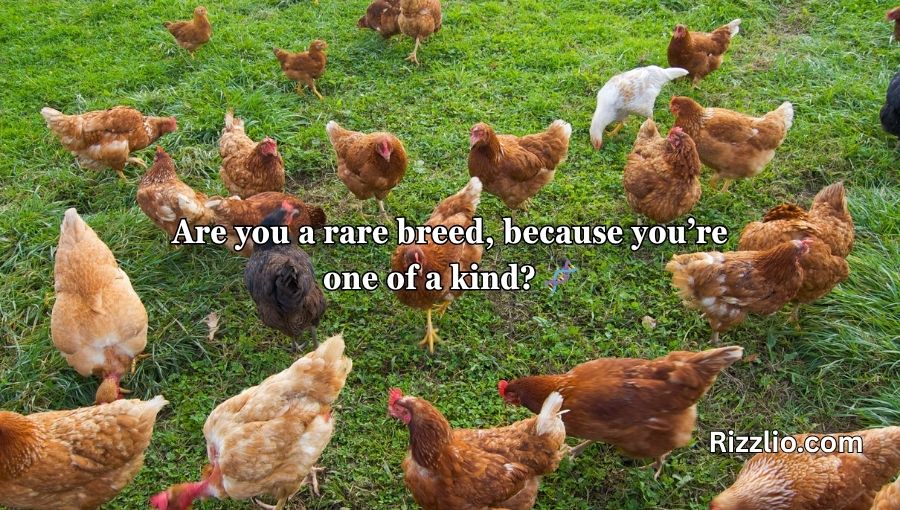 Chicken Pick Up Lines