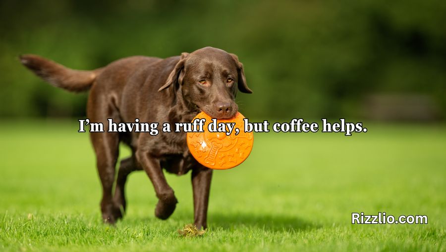 Dog Puns