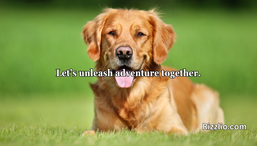 Dog Puns